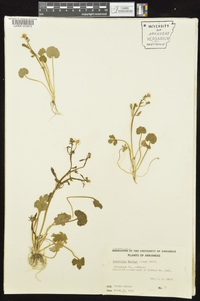 Ranunculus harveyi image