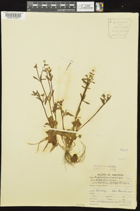 Ranunculus harveyi image