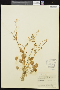 Ranunculus harveyi image