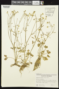 Ranunculus harveyi image