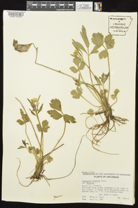 Ranunculus hispidus var. hispidus image