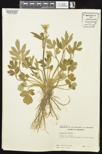 Ranunculus hispidus var. hispidus image