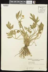 Ranunculus hispidus var. hispidus image