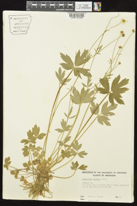 Ranunculus hispidus var. hispidus image