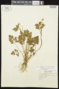 Ranunculus hispidus var. hispidus image