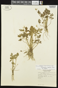 Ranunculus hispidus var. hispidus image