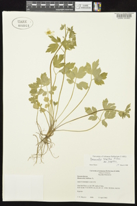 Ranunculus hispidus var. hispidus image