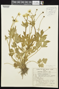 Ranunculus hispidus var. hispidus image