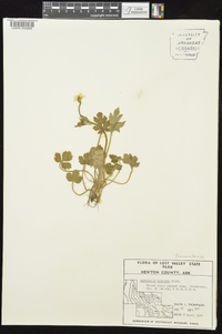 Ranunculus hispidus var. hispidus image
