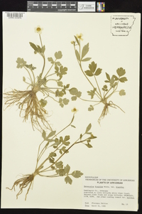 Ranunculus hispidus var. hispidus image