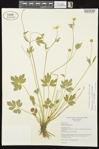 Ranunculus hispidus var. hispidus image