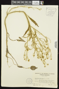 Ranunculus laxicaulis image