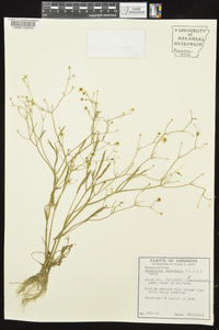 Ranunculus laxicaulis image