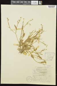 Ranunculus laxicaulis image