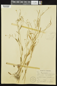 Ranunculus laxicaulis image