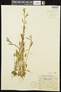 Ranunculus laxicaulis image