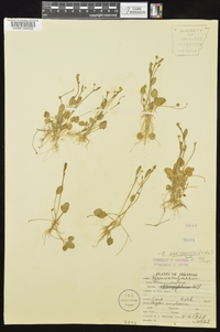 Ranunculus laxicaulis image