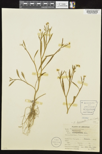 Ranunculus laxicaulis image