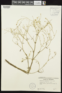 Ranunculus laxicaulis image