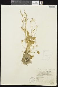 Ranunculus laxicaulis image