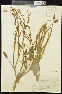 Ranunculus laxicaulis image