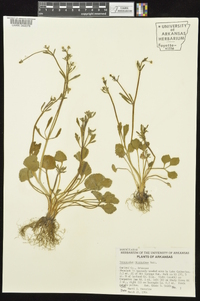 Ranunculus micranthus image