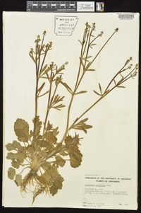 Ranunculus micranthus image