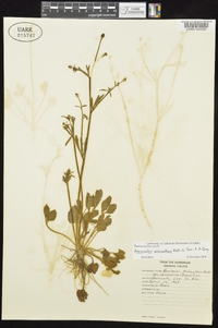 Ranunculus micranthus image