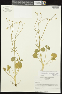 Ranunculus micranthus image