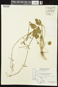 Ranunculus micranthus image