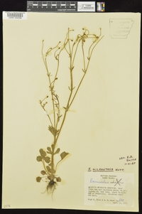 Ranunculus micranthus image