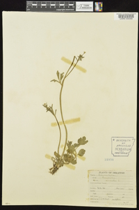 Ranunculus micranthus image