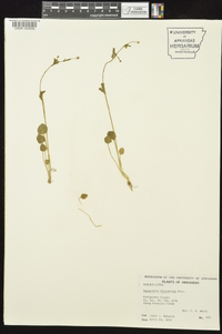 Ranunculus micranthus image