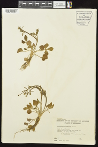 Ranunculus micranthus image