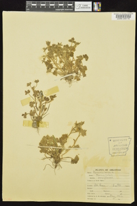 Ranunculus parviflorus image