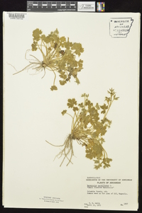 Ranunculus parviflorus image