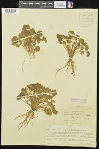 Ranunculus parviflorus image