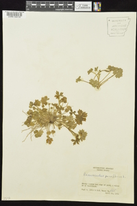 Ranunculus parviflorus image