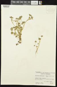 Ranunculus parviflorus image