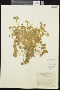 Ranunculus parviflorus image