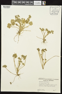 Ranunculus parviflorus image