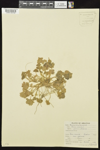 Ranunculus parviflorus image