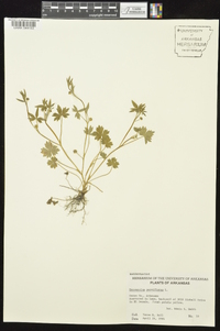 Ranunculus parviflorus image