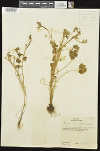 Ranunculus parviflorus image