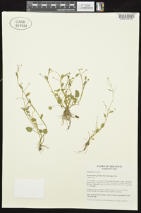 Ranunculus pusillus image