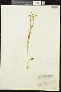 Ranunculus pusillus image