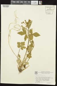 Ranunculus recurvatus var. recurvatus image