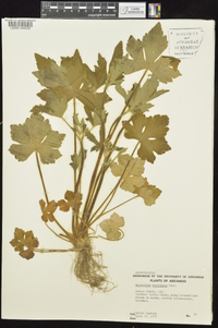 Ranunculus recurvatus var. recurvatus image