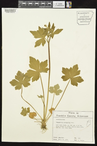 Ranunculus recurvatus var. recurvatus image