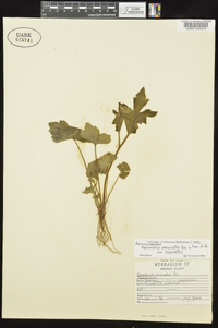 Ranunculus recurvatus var. recurvatus image